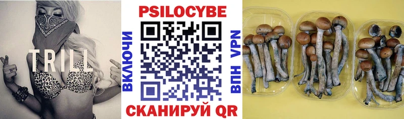 дарнет шоп  Нововоронеж  Псилоцибиновые грибы Psilocybe 